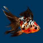 Calico Fantail (Carassius auratus)