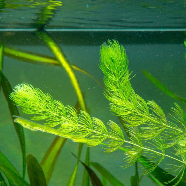 Hornwort Foxtail