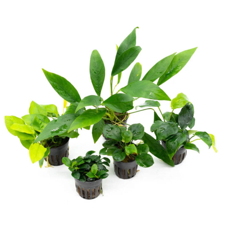 assorted-anubias