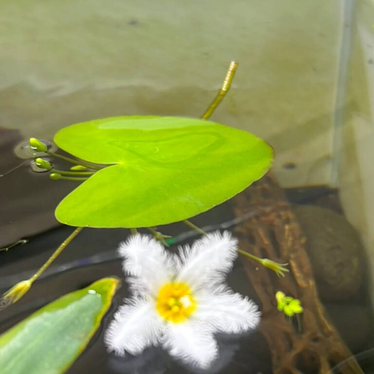 banana-lily-submersed