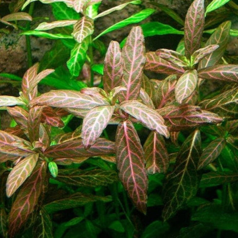 hygrophila-rosanervig