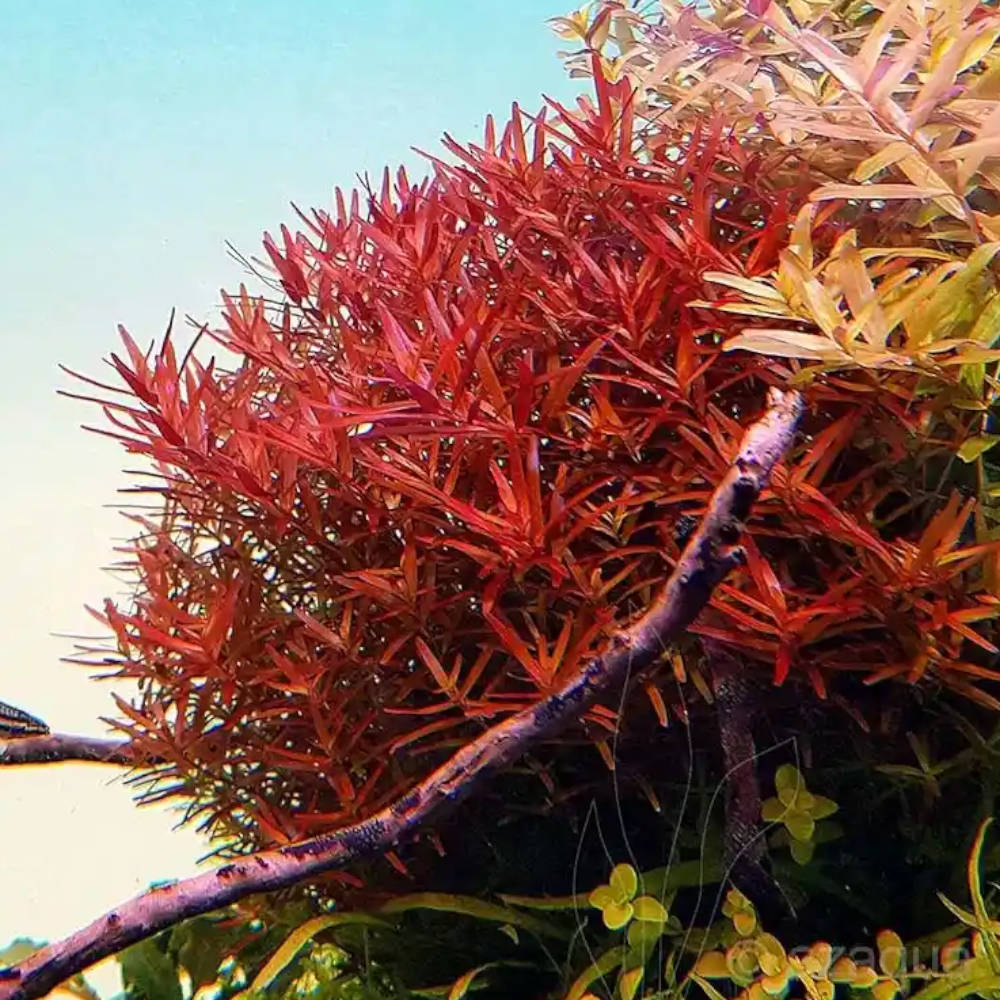 rotala-rotundifolia-vs-hornwort-the-best-red-aquarium-plants-for-your