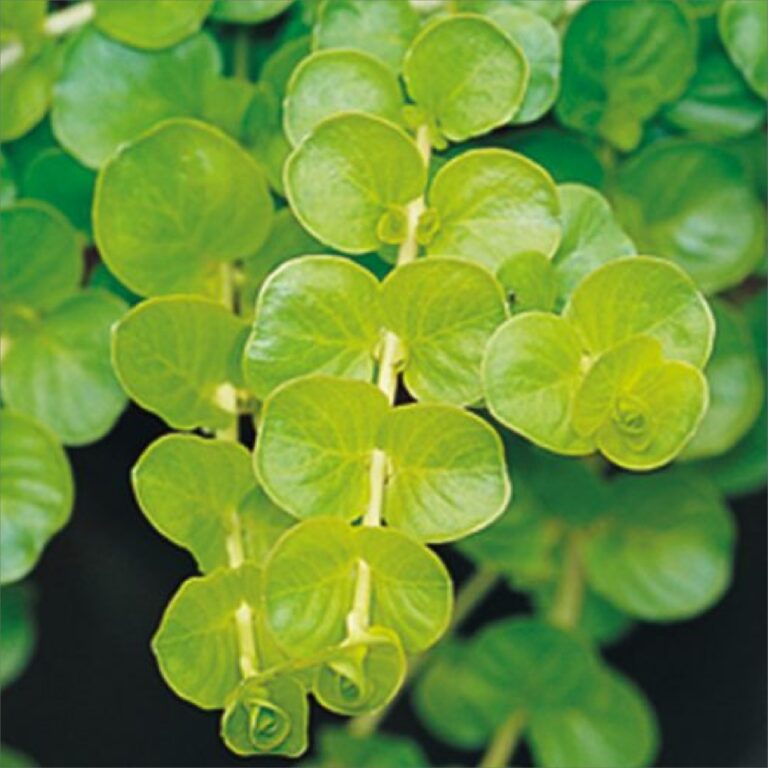 Pennywort-Gold