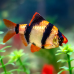 Assorted Tiger Barb