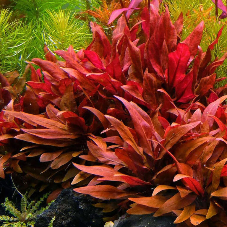 alternanthera-reineckii