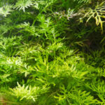 ceratopteris-thalictroides