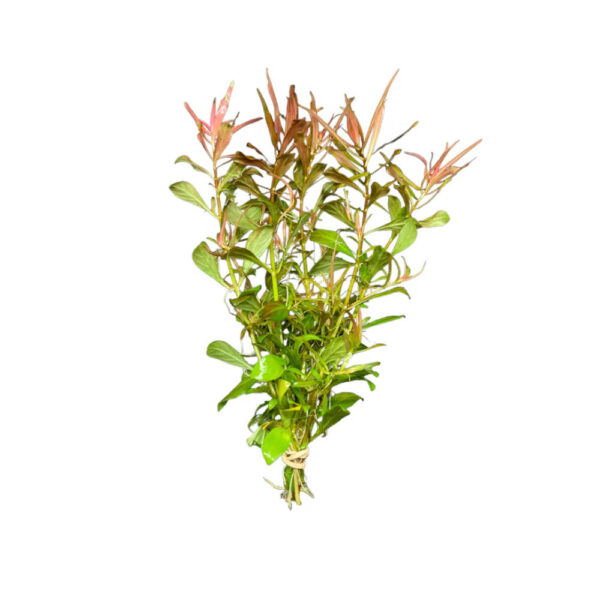 ludwigia-needle-leaf