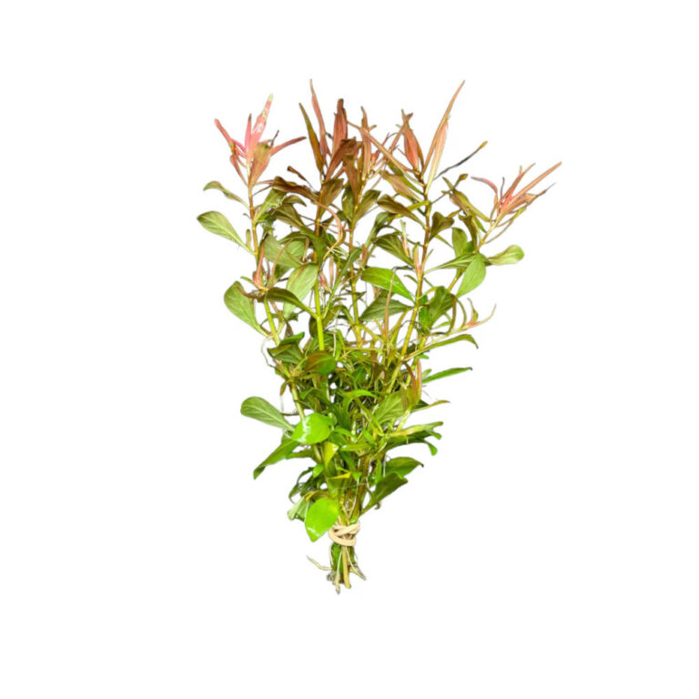 ludwigia-needle-leaf