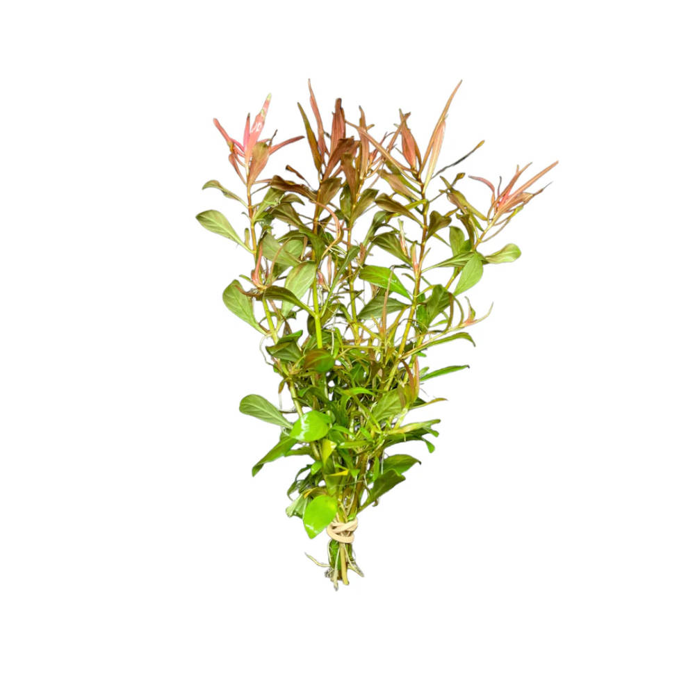 ludwigia-needle-leaf ludwigia-needle-leaf
