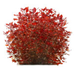 ludwigia-palustris