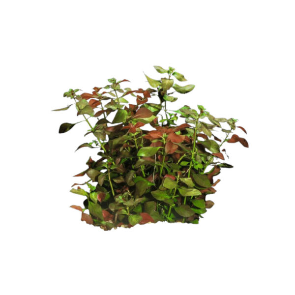 ludwigia-repens