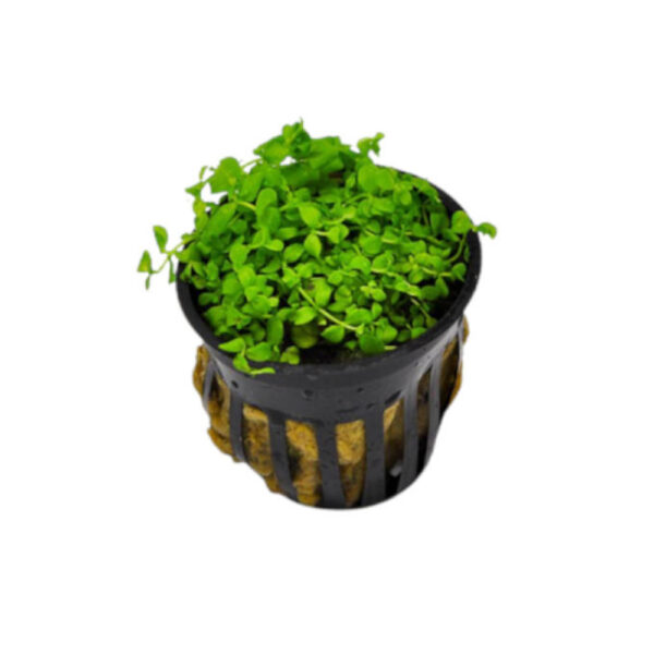 micranthemum-monte-carlo-pot