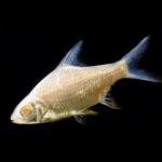 Albino Tinfoil Barb 5cm