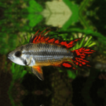 Apistogramma Cacatuoides Double Red 4-5cm