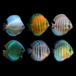 Assorted Discus