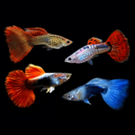 Assorted Male Guppy 4-5cm
