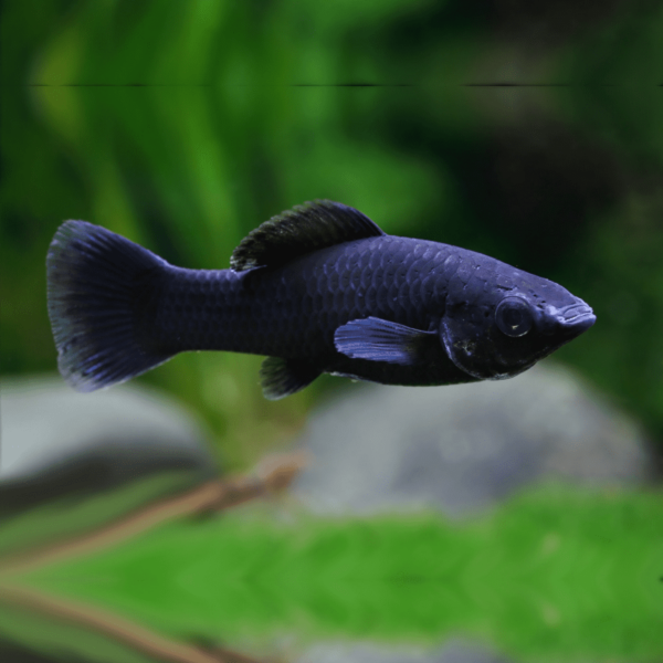 Black Molly 5cm