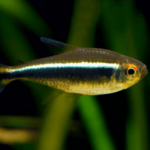 Black Neon Tetra