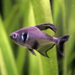 Black Phantom Tetra 3-4cm