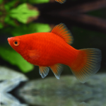 Coral Red Platy 4-5cm
