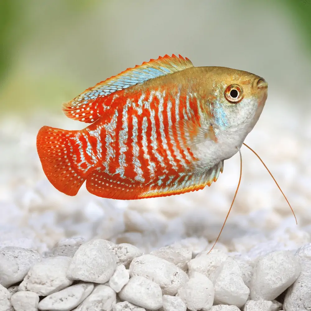 Dwarf Red Gourami Dwarf Red Gourami - Image 1