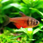 Flame Tetra