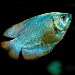 Dwarf Blue Coral Gourami