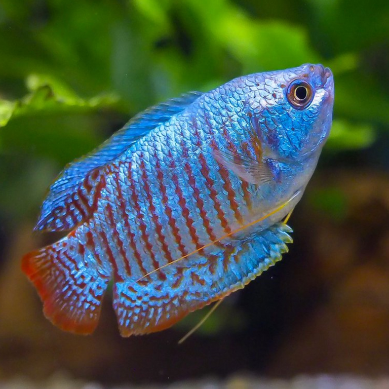 Lighting for Dwarf Gourami Color Enhancement: Ultimate Brightness Tips