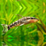 Otocinclus Catfish 3-4cm