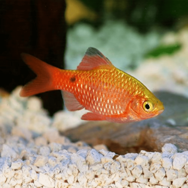 Rosy Barb (Puntius conchonius)