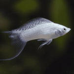 Silver Molly