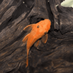 Super Red Bristlenose