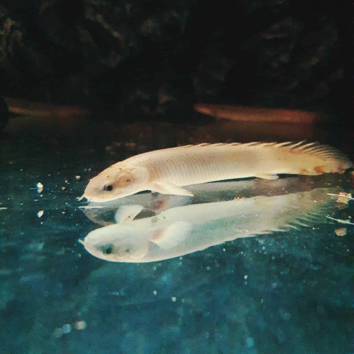 Senegal Bichir - Image 2