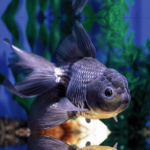 Blue Oranda 5cm