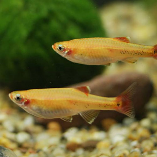 White Cloud 3cm Tanichthys albonubes 'Delivered to your door in