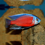 Redfin Kadango