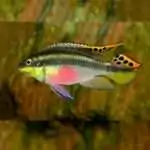 Kribensis
