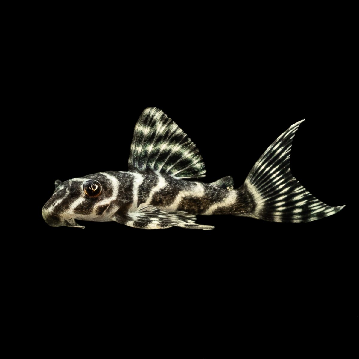 L333 Pleco Exotic - Image 2