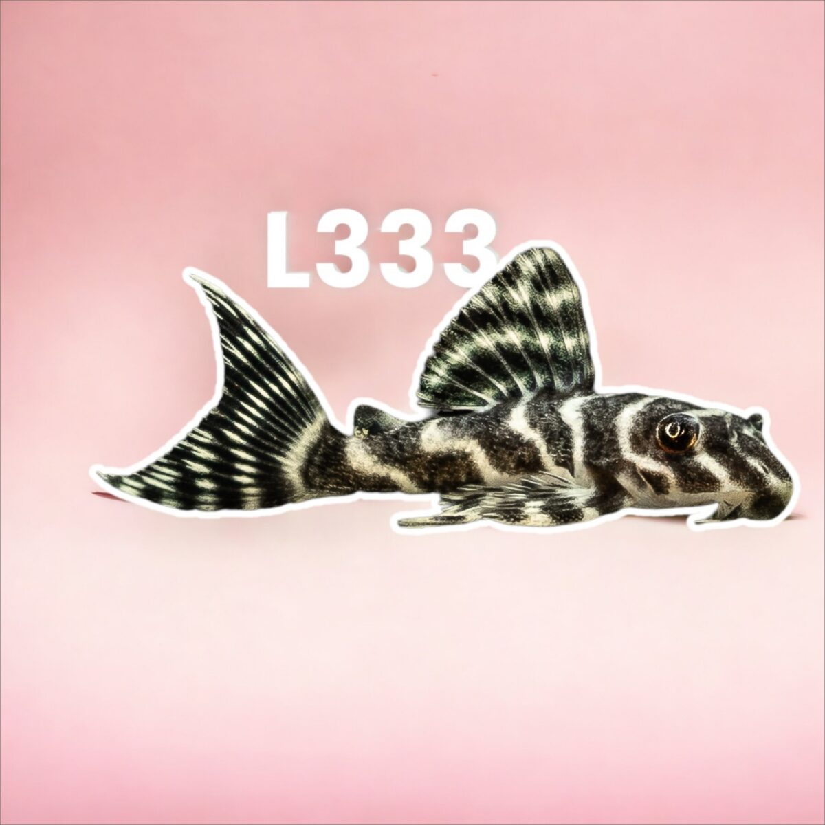 L333 Pleco Exotic - Image 3