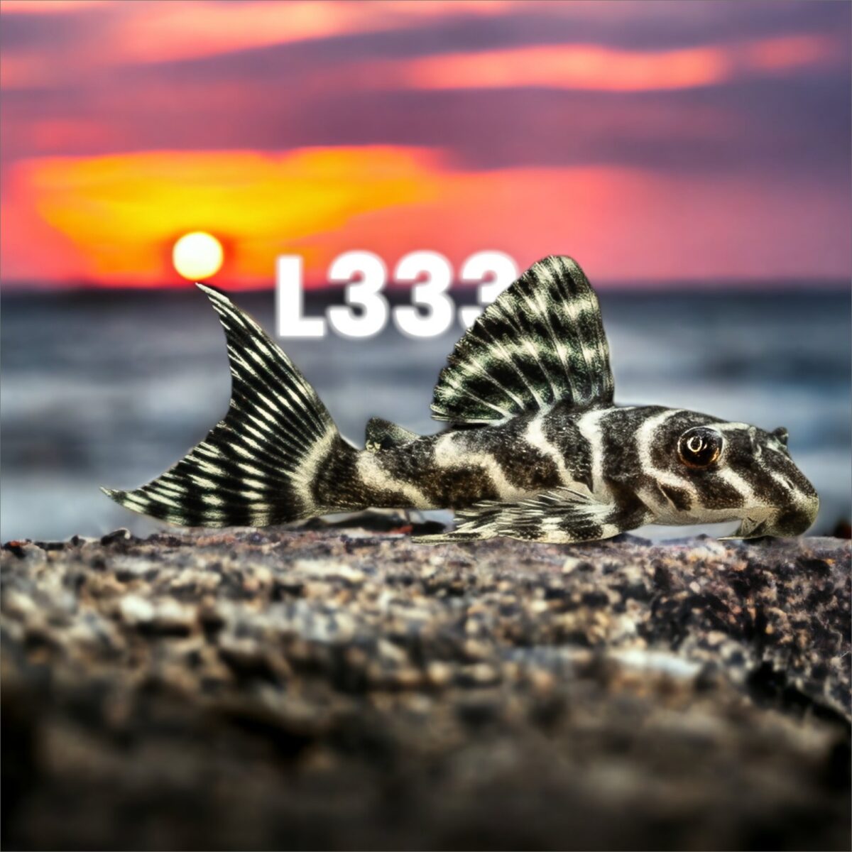 L333 Pleco Exotic - Image 10
