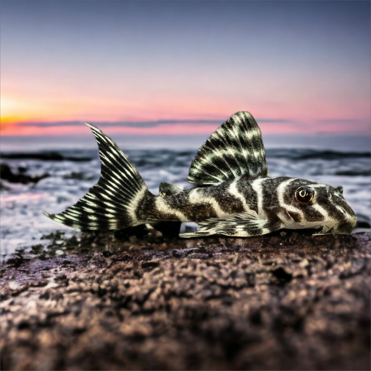 L333 Pleco Exotic - Image 9
