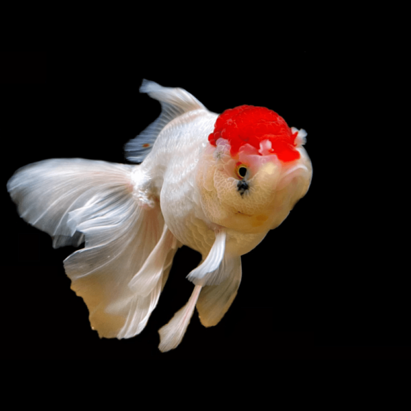 Oranda Red Cap