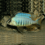 Placidochromis Jalo Reef 5-6cm
