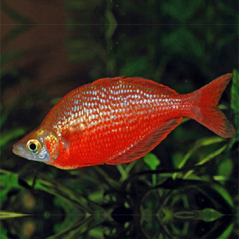 Red Rainbow NG 4-5cm Available - Roxy Aquarium