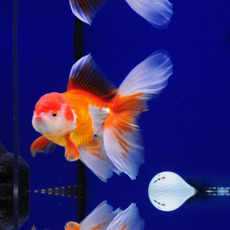 Red-and-White-Oranda