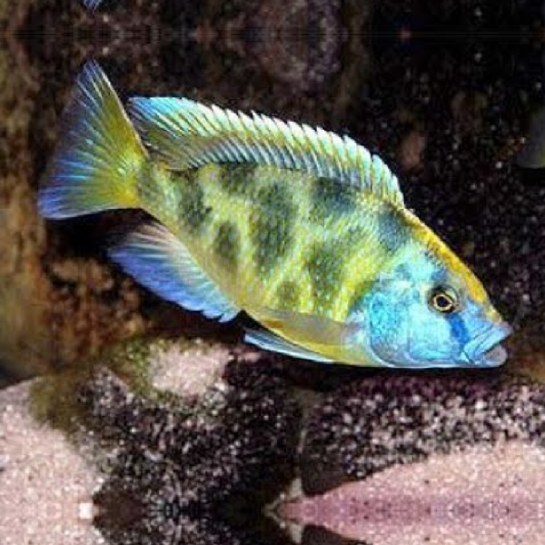 Venustus