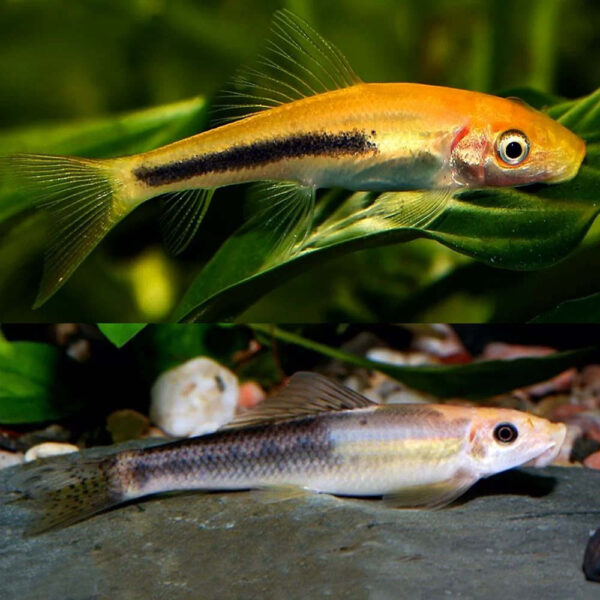 Assorted Sucking Catfish 5cm