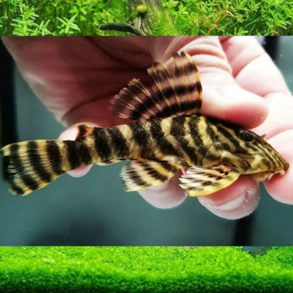 L002 Tiger Pleco Exotic