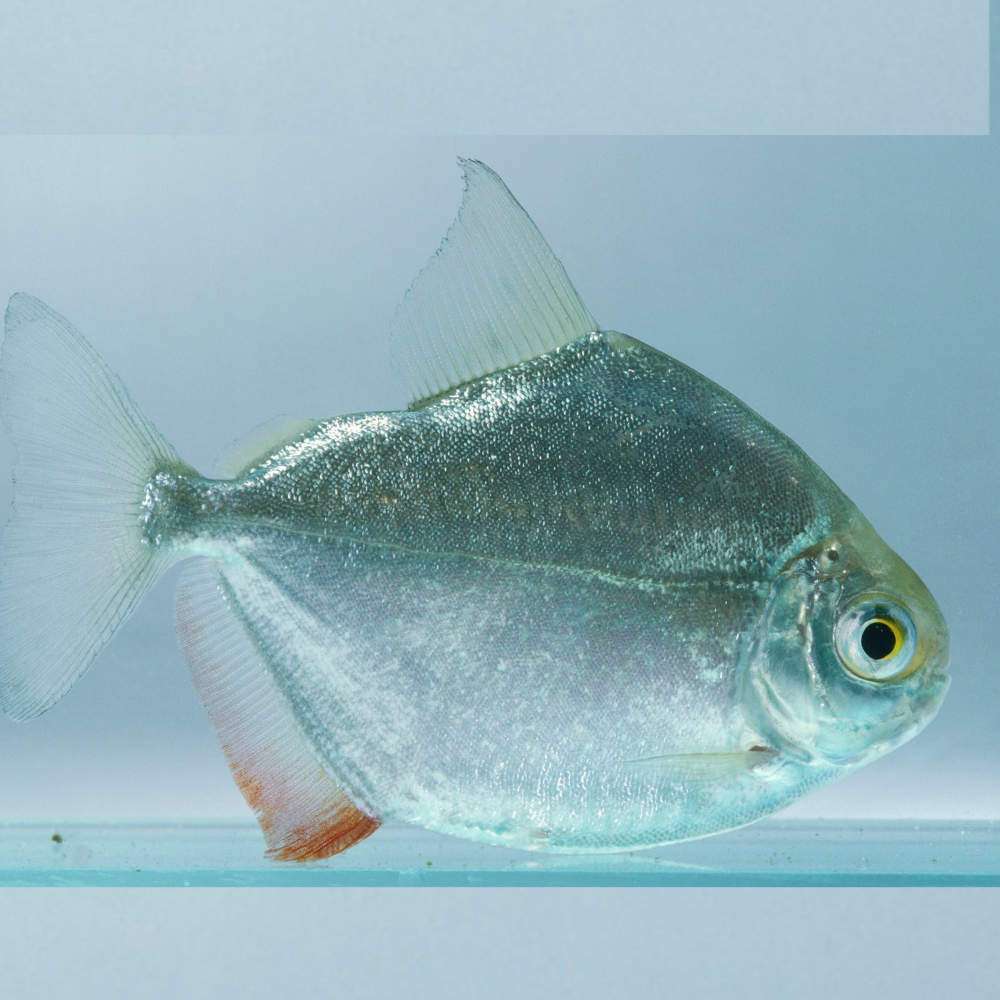 Silver Dollar Available Now - Roxy Aquarium