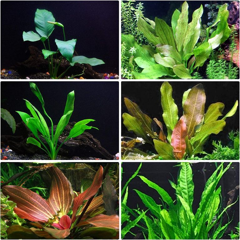 Aquarium-Live-Plants